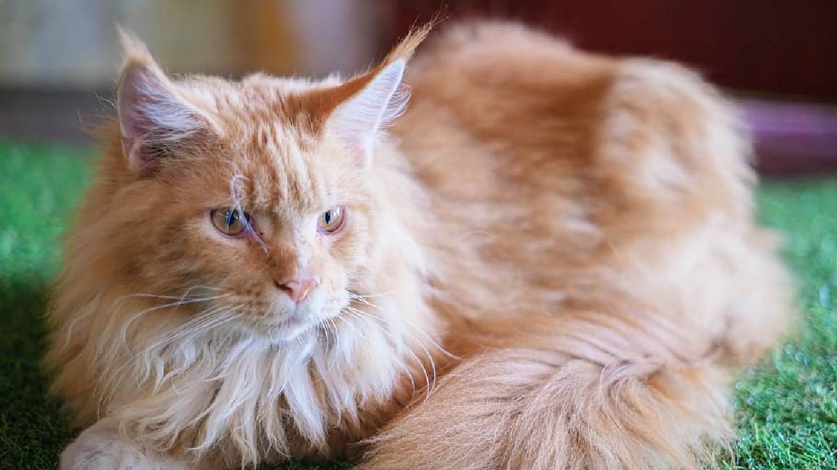Helpful Resource for Adopting the Maine Coon Cat