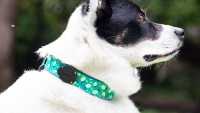 Photo of 10 Best AirTag Dog Collar Holders [2024]